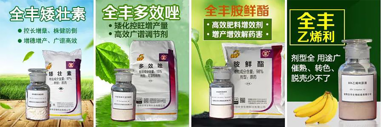 【全豐生物】植物生長(zhǎng)調(diào)節(jié)劑在果樹上的應(yīng)用——荔枝（二）
